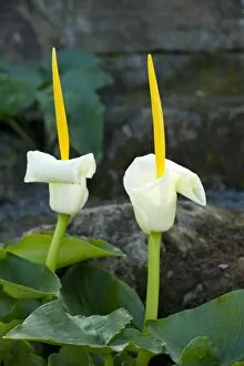 White Flower Gallery: Arum creticum