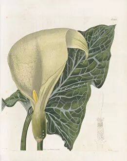 Illustration Gallery: Arum italicum, 1823