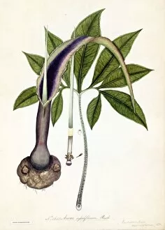 Botanical Art Gallery: Arum sessiliflorum, Roxb