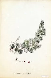 Water Colour Collection: Asparagus adscendens, R