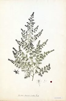 Asparagaceae Collection: Asparagus curillis, Buch