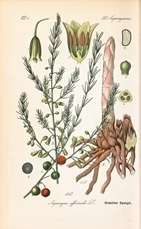 Flora Von Deutschland Gallery: Asparagus officinalis, asparagus