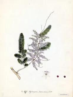 William Roxburgh Collection: Asparagus racemosus, Willd