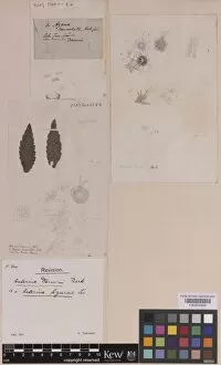 Cr Darwin Collection: Asterina darwinii Berk