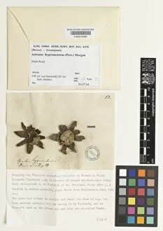 Specimen Sheet Gallery: Astraeus hygrometricus (Pers.) Morgan