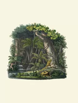 Habitat Collection: Astrocaryum aculeatum, 1823-53