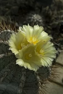Desert plants Gallery: Astrophylum ornata