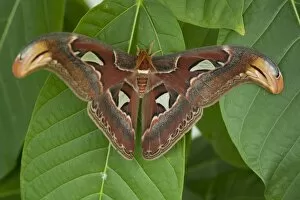 Biodiversity Gallery: Atlas moth