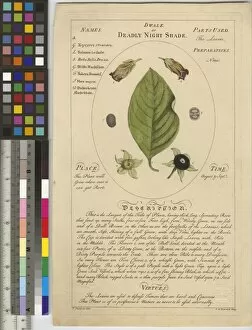 More Botanical Illustrations Collection: Atropa belladonna