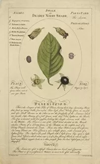 medicinal Collection: Atropa belladonna - Deadly nightshade