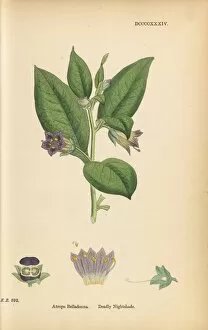Botanical Illustration Gallery: Atropa belladonna - Deadly nightshade