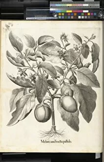 Botanical Collection: Aubergine