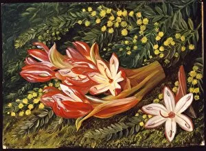 Australia Gallery: Australian Spear Lily and an Acacia