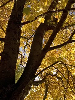 Trees in the landscape Gallery: autumn