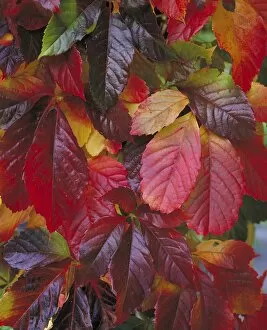 Trees and Shrubs Gallery: autumn colour