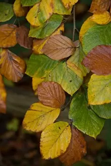 Images Dated 13th November 2013: Autumn leaves
