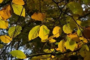 Plants and Fungi Collection: Autumn leaves