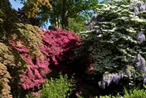 Wisteria Collection: Azaleas, Wisteria and Rhododendrons