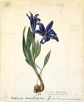 Blue Gallery: Babiana sambucina (Elder-flower-scented Babian)