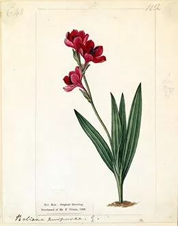 19th Century Gallery: Babiana stricta (┼Æ.) corolla purpurea Ker Gawl. (Purple- flowered Babiana)