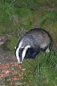 Nigh Time Gallery: Badgers