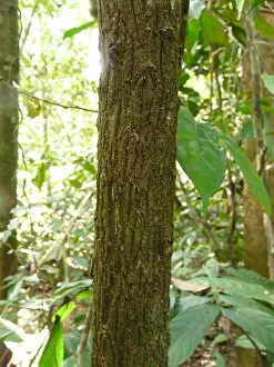 Bark Collection: Baillonella toxisperma Sapotaceae, 2009