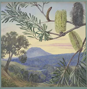 Marianne North Gallery: Banksia of Tasmania, 1881