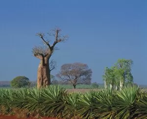 Trees and Shrubs Gallery: Baobab & Sisal, near Berenty nature reserve, Adansonia Baobab & Sisal