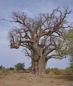 Trees in the landscape Collection: Baobab trees between San and Mopti