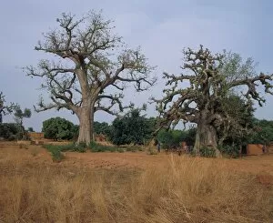Baobabs on the road between Niangoloko and Banfora