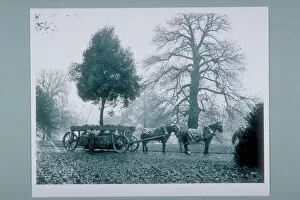 Early 20th Century Collection: Barrons Tree Transplanter