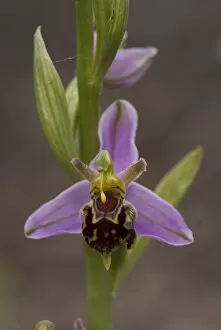 Images Dated 8th June 2009: bee orchid