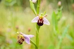 Plant Structure Collection: Bee Orchid