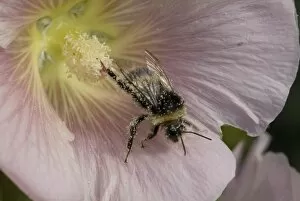 Bee pollinating, hollyhocks