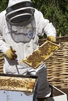 bees at Kew