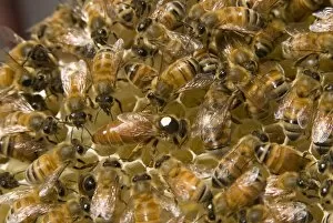 Wildlife Gallery: bees at Kew