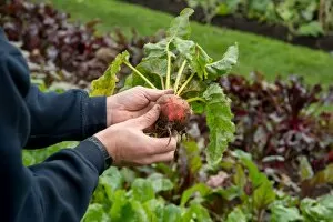 Edible plants Collection: Beetroot Golden