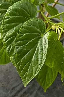 Begonia salaziensis