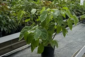 Mauritius Collection: Begonia salziensis
