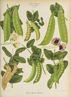 Edible Plants Gallery: Benary - Mendelss peas - Tab XXIII - t.23