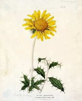 19th Century Gallery: Berckheya grandiflora, (Thunb.) Willd. (Large flowered Berckheya