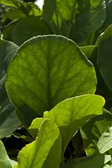 Green Leaves Collection: Bergenia schmidtii