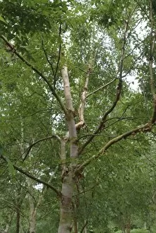 Trees in the landscape Collection: Betula albosinensis var septentrionalis