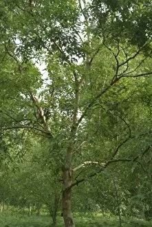 Trees in the landscape Gallery: Betula albosinensis var septentrionalis