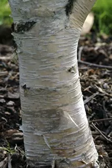 Trunk Collection: Betula costata
