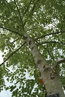 Trees in the landscape Gallery: Betula ermanii