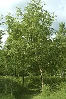 Betula ermanii