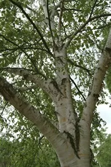 Trees and Shrubs Collection: Betula papyrifera