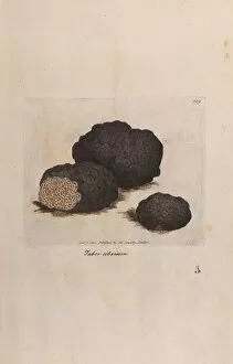 Botanical Illustration Gallery: Black truffle