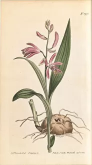 Images Dated 23rd April 2020: Bletilla striata (Hyacinth orchid), 1812